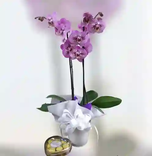 Orquídea Morada Con Ferrero