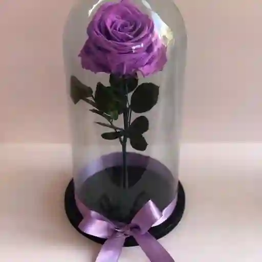 Rosa Preservada Morada