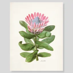 Lámina O Afiches Escribana Flor Protea Para Enmarcar. 
-tamaño: 28 X 21,5cm 
-marco No Incluido