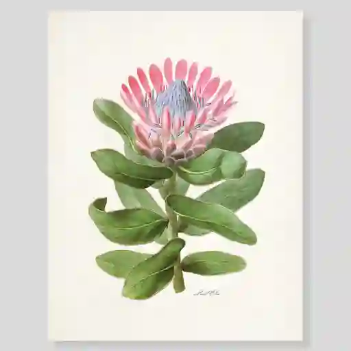 Lámina O Afiches Escribana Flor Protea Para Enmarcar. 
-tamaño: 28 X 21,5cm 
-marco No Incluido