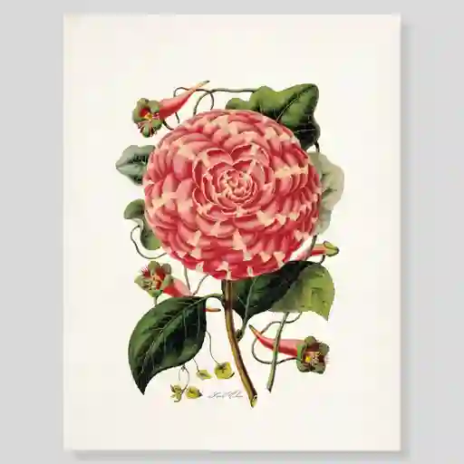 Lámina O Afiches Escribana Flor Rosa De Jardin Para Enmarcar. 
-tamaño: 28 X 21,5cm 
-marco No Incluido