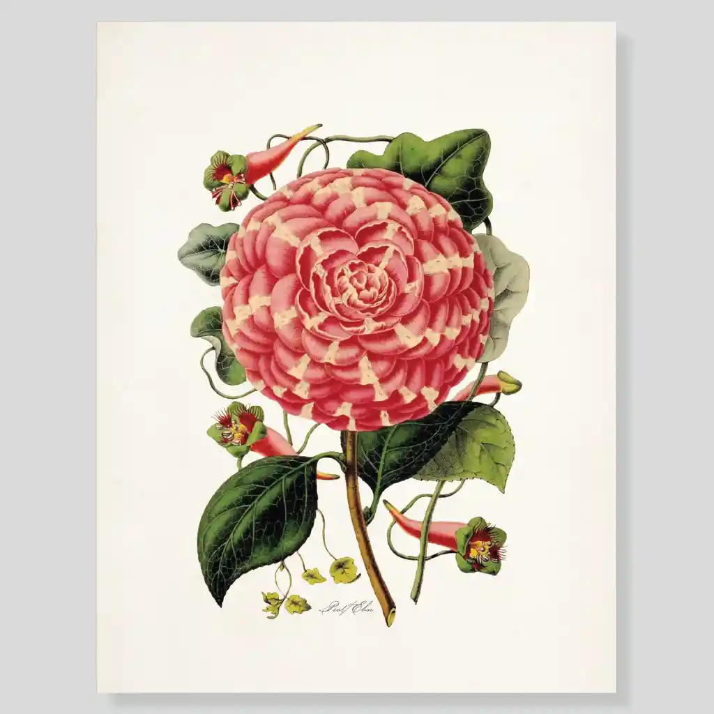 Lámina O Afiches Escribana Flor Rosa De Jardin Para Enmarcar. 
-tamaño: 28 X 21,5cm 
-marco No Incluido