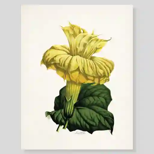Lámina O Afiches Escribana Flor Datura Amarilla Para Enmarcar. 
-tamaño: 28 X 21,5cm 
-marco No Incluido