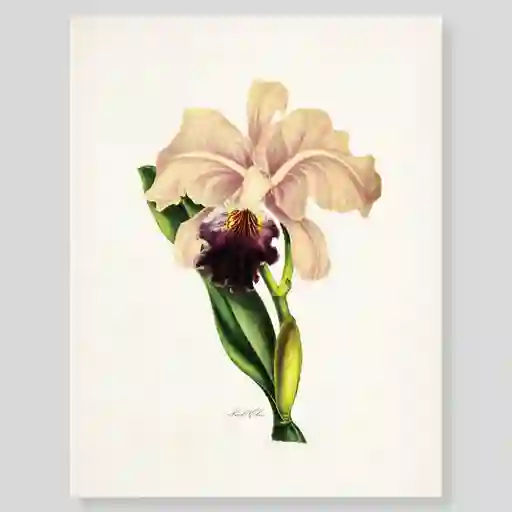 Lámina O Afiches Escribana Flor Orquidea Para Enmarcar. 
-tamaño: 28 X 21,5cm 
-marco No Incluido