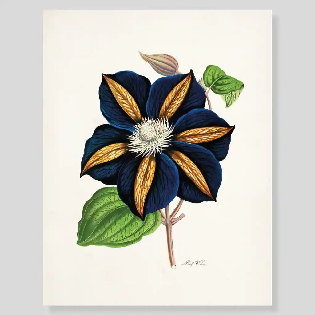 Lámina O Afiches Escribana Flor Clematis Azul Para Enmarcar. 
-tamaño: 28 X 21,5cm 
-marco No Incluido