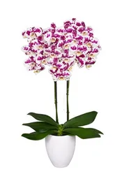 Orquidea Blanco Mora Alta Dos Tallos + Matera Plastica Prime