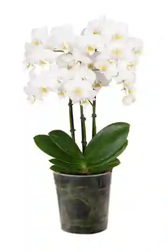 Orquidea Mediana Blanca Altura Aprox.40 Cms Sin Matera Decorativa Prime