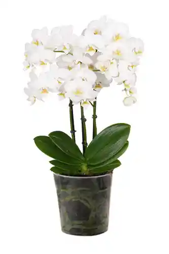 Orquidea Mediana Blanca Altura Aprox.40 Cms Sin Matera Decorativa Prime