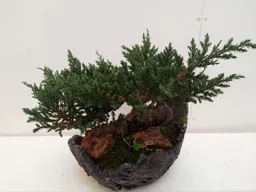 Pino Bonsai