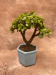 Mini Bonsai