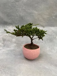 Mini Pino En Bonsai