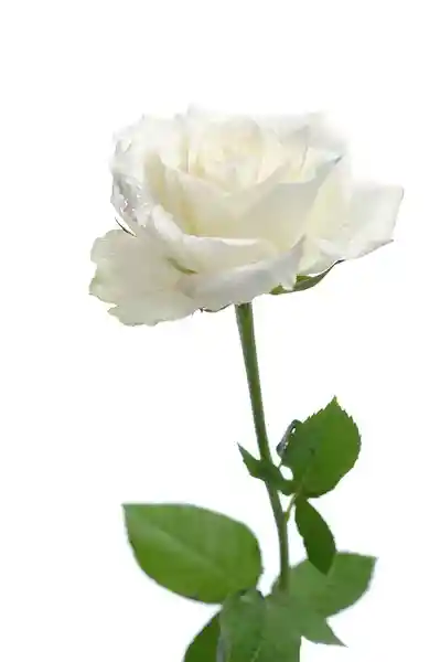 Ramode 12 Rosas Blancas Pureza