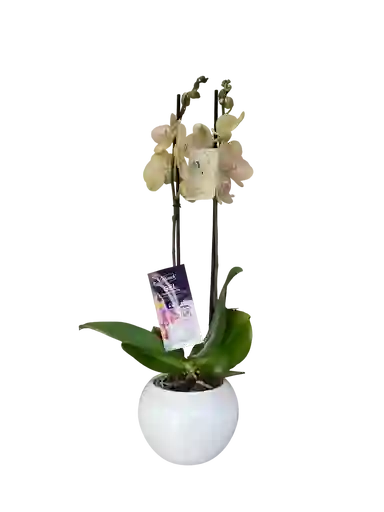 Orquídea Premium Amarilla + Maceta+vitaminas