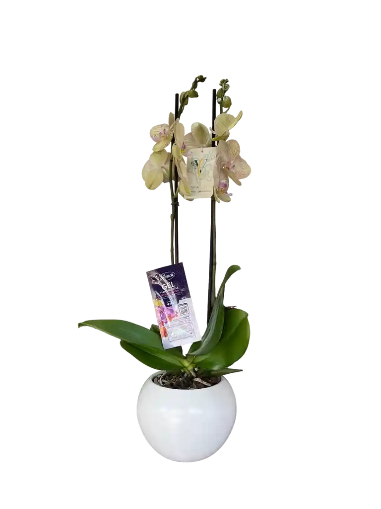 Orquídea Premium Amarilla + Maceta+vitaminas