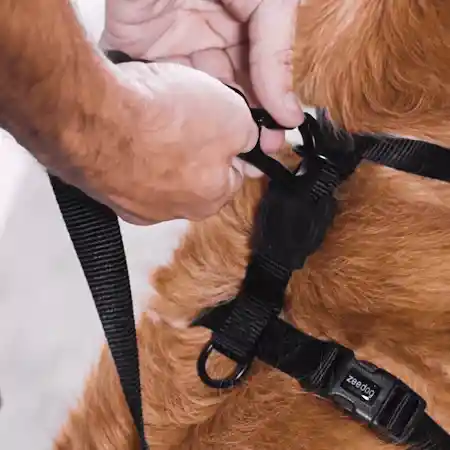Arnés Para Perro Zee Dog Noon H-harness Large