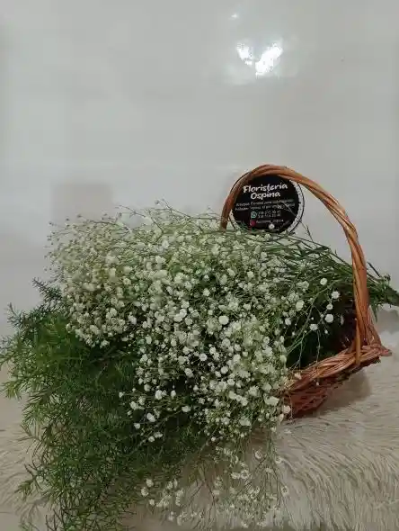 Gypsophilia