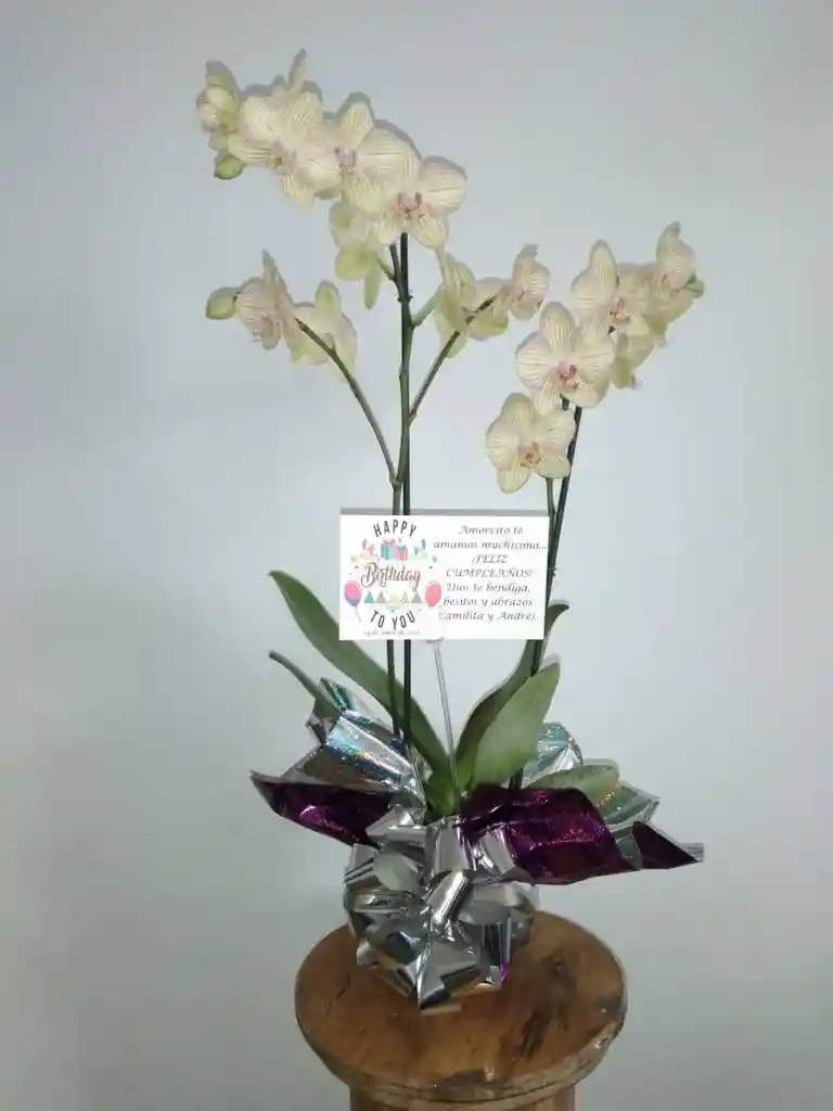 Orquídea Phalenopsis De 2 Varas