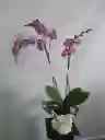 Orquídea Phalenopsis De 2 Varas