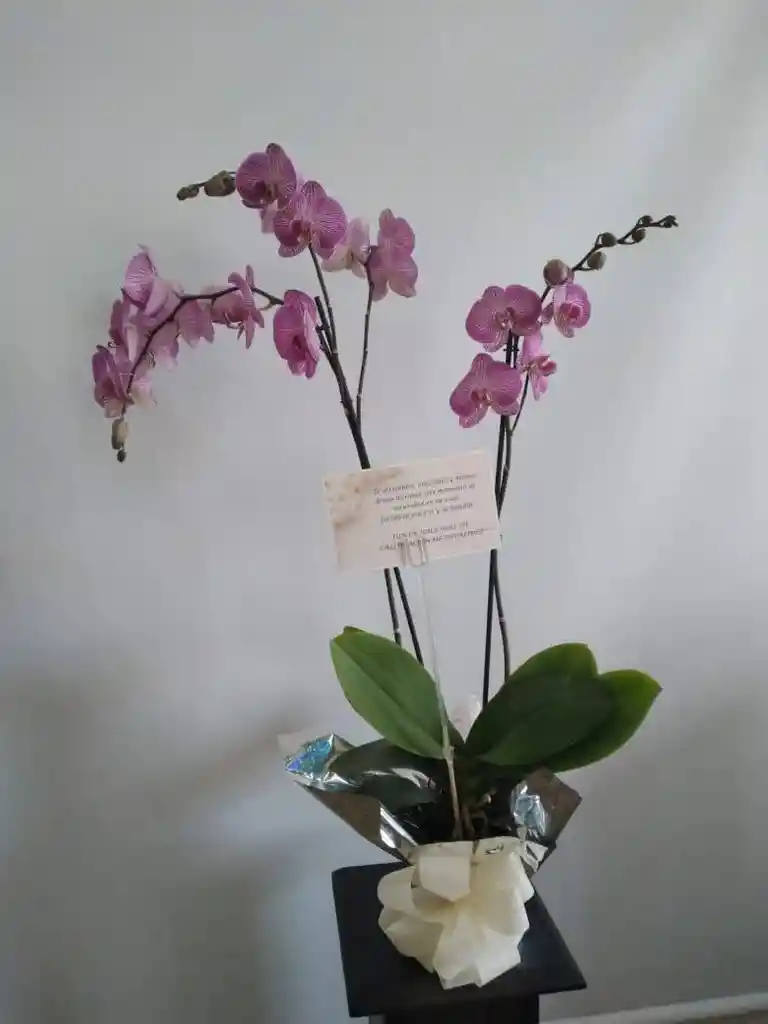 Orquídea Phalenopsis De 2 Varas