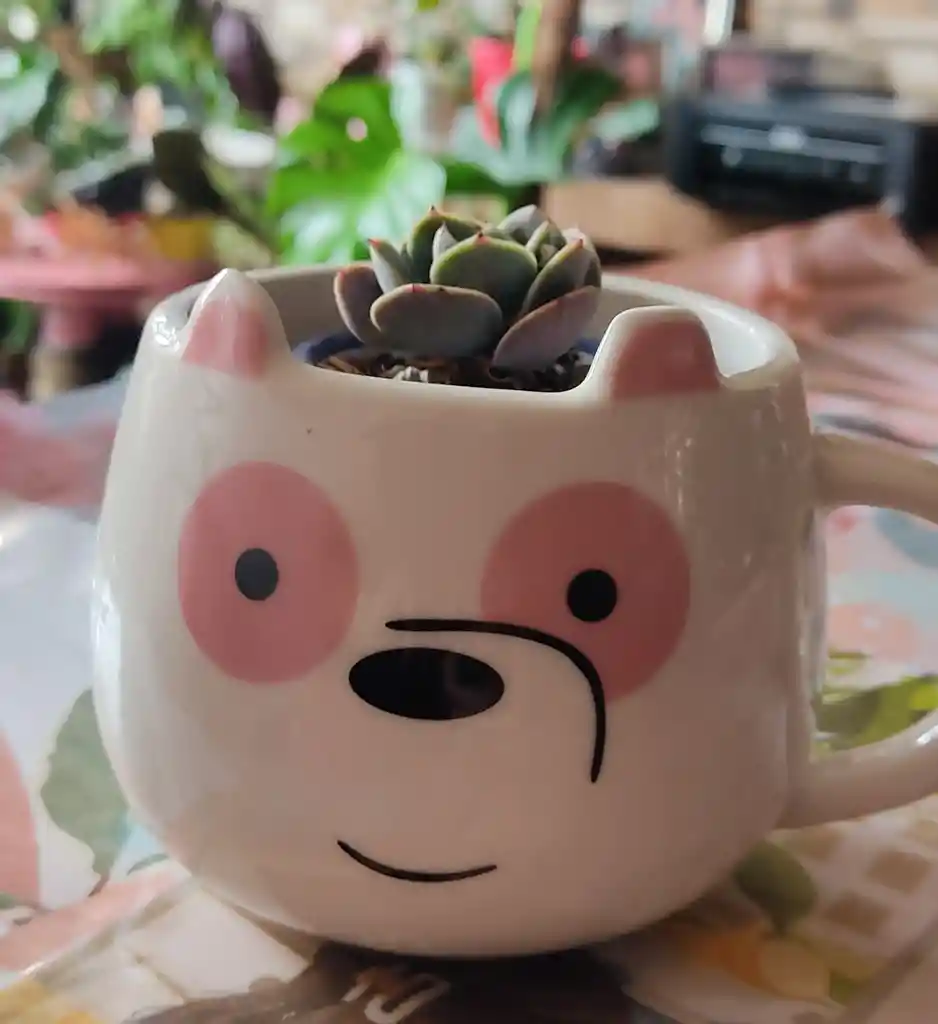 Mug En Ceramica De Oso Importada Con Suculenta