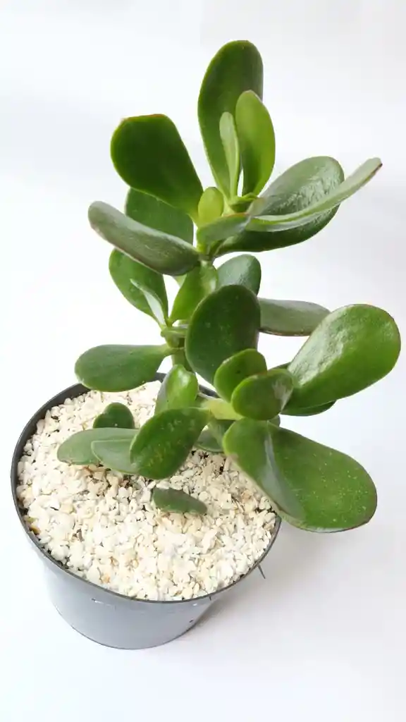 Jade Macho (crassula Ovata)