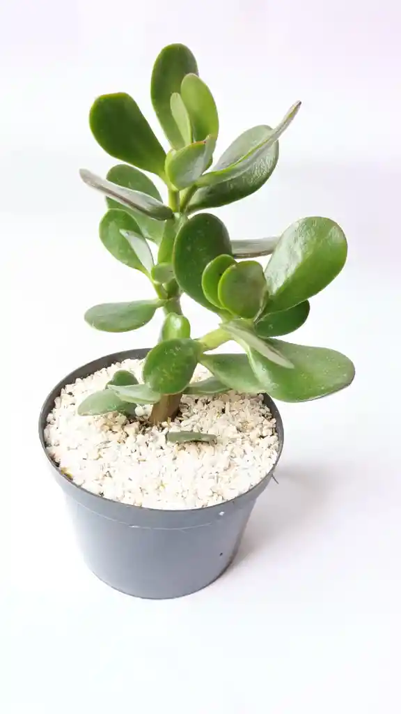 Jade Macho (crassula Ovata)