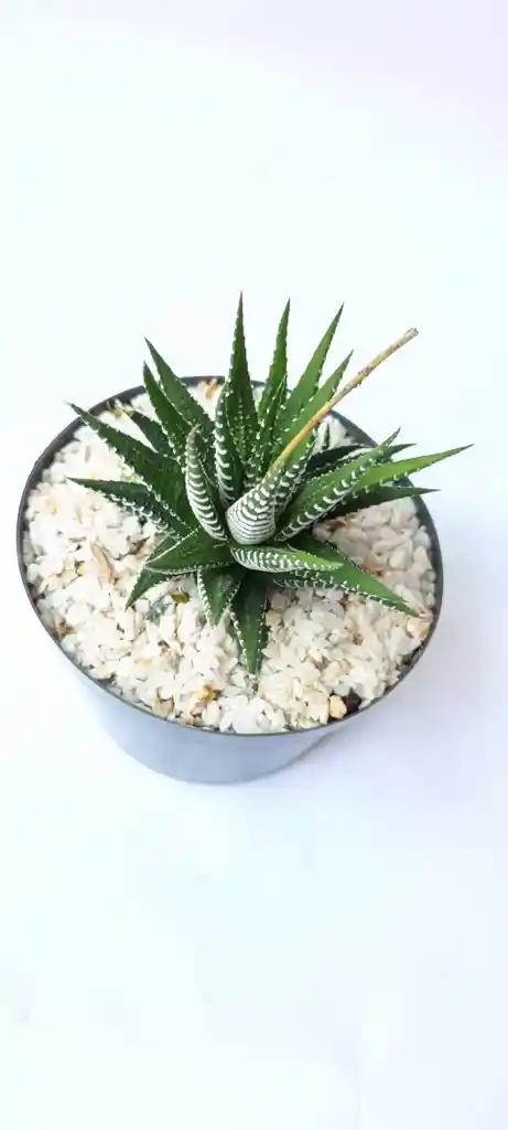 Aloe Cebra (haworthia Attenuata)