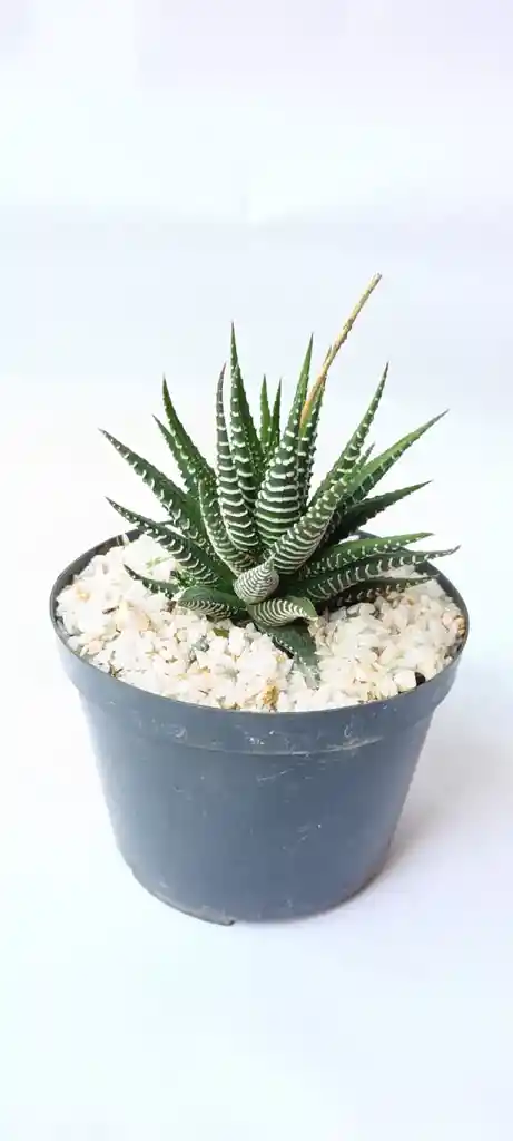 Aloe Cebra (haworthia Attenuata)