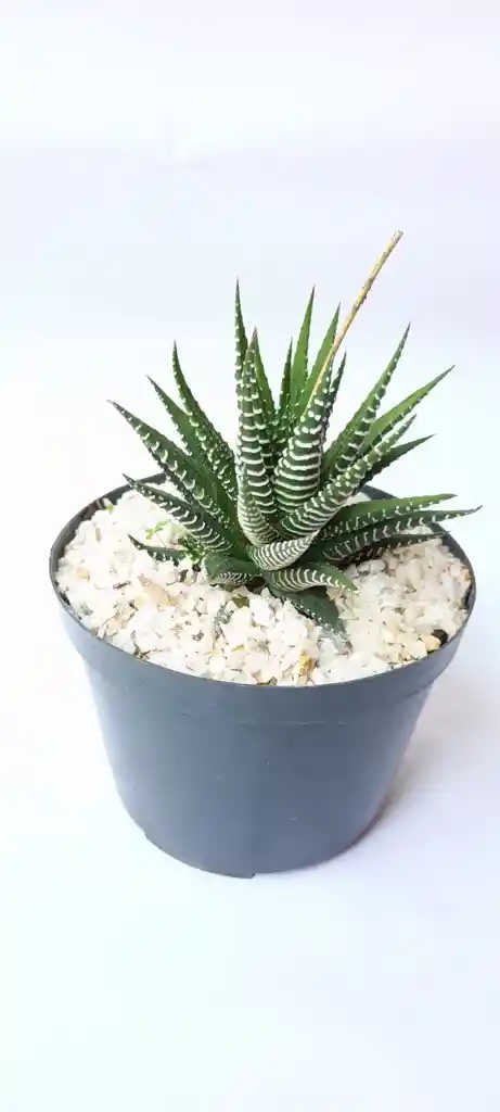 Aloe Cebra (haworthia Attenuata)