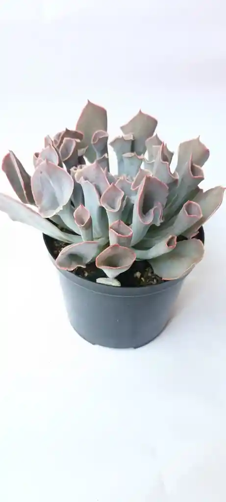 Echeveria Trumpet Pink Suculenta