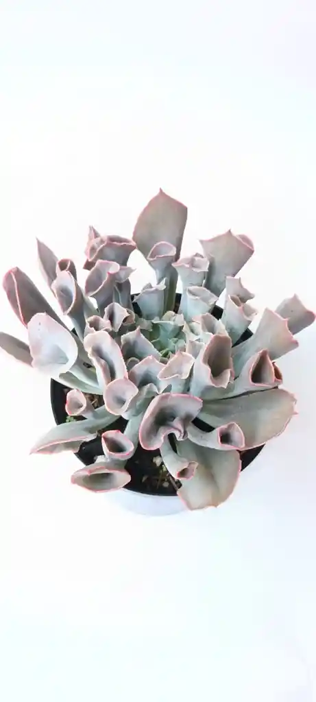 Echeveria Trumpet Pink Suculenta