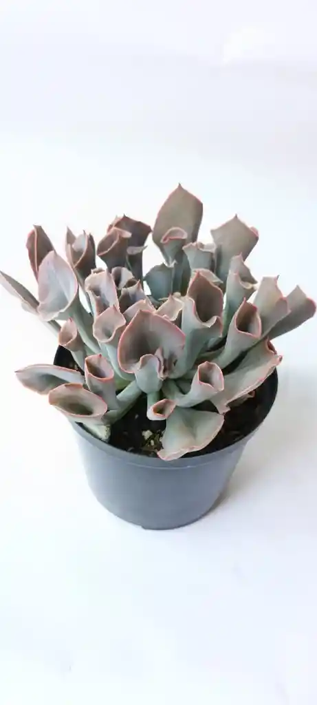 Echeveria Trumpet Pink Suculenta