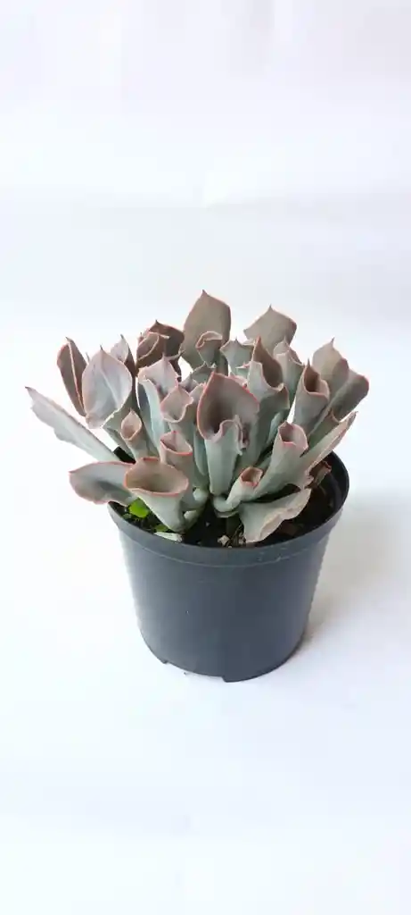 Echeveria Trumpet Pink Suculenta