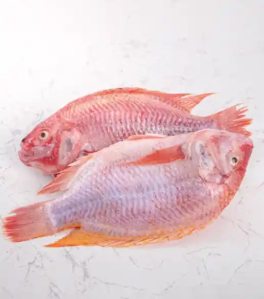 Tilapia Roja