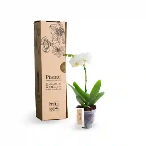 Orquidea Piante Mini Premium Arbelaez En Matera De Cultivo