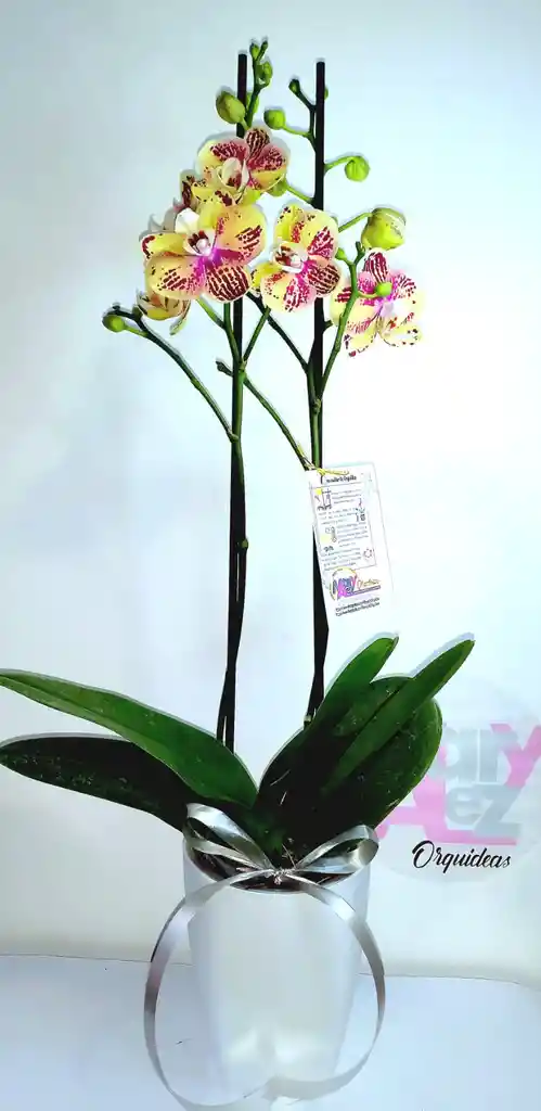 Orquidea 2 Espigas En Matera Plastica Decorativa Oferta Amor Y Amistad