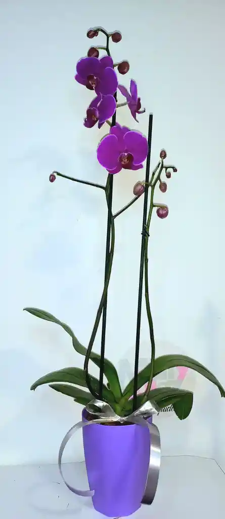 Orquidea 2 Espigas En Matera Plastica Decorativa Oferta Amor Y Amistad