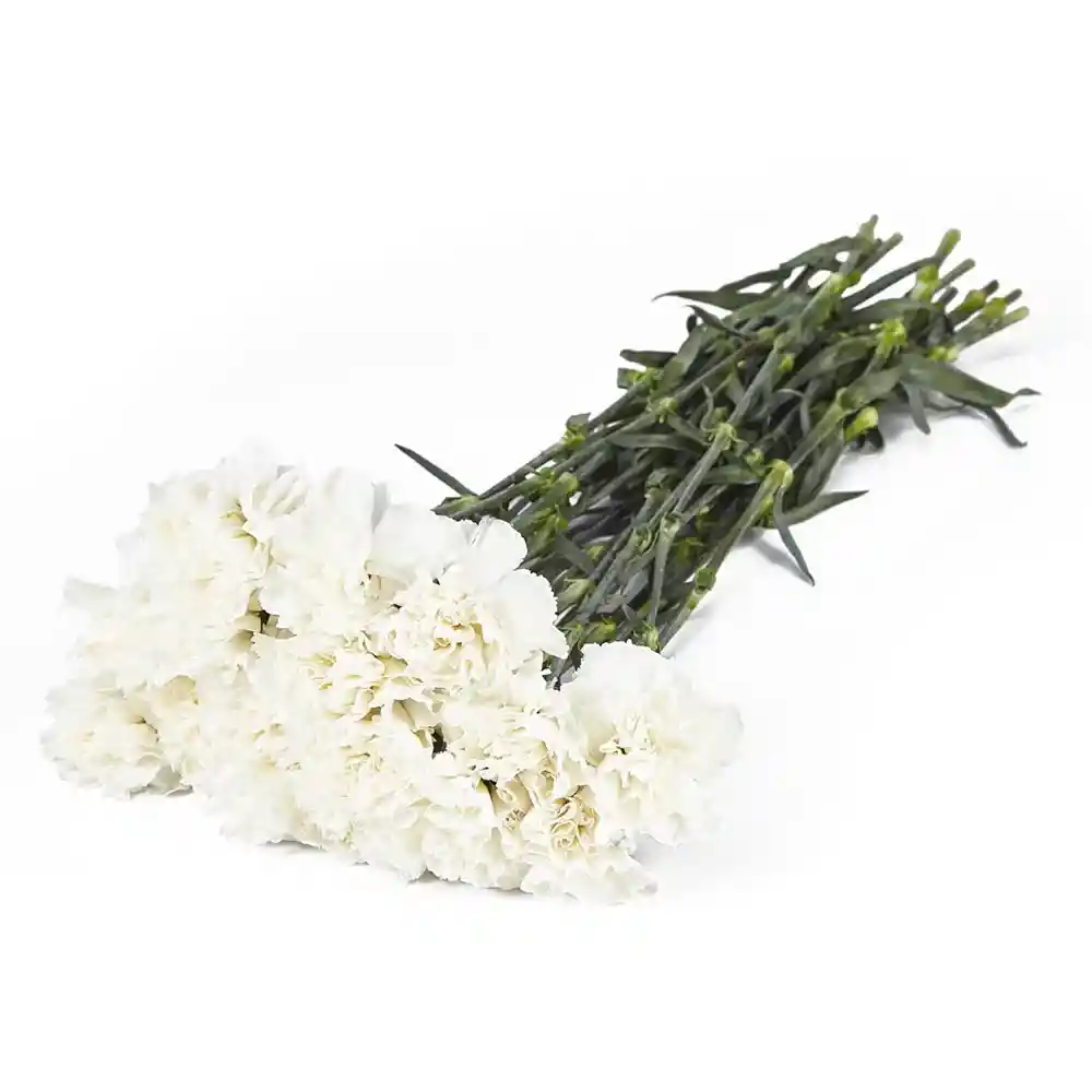 Bouquet 12 Claveles Dianthus Blanco En Ramo