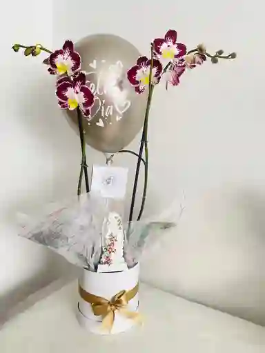 Gift Box Orquideas Supreme Virgen 14 Cms