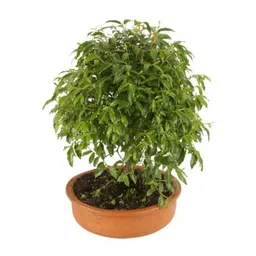 Bonsai Mini De Guayacan