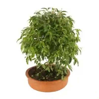 Bonsai Mini De Guayacan