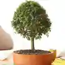 Bonsai Mini De Guayacan