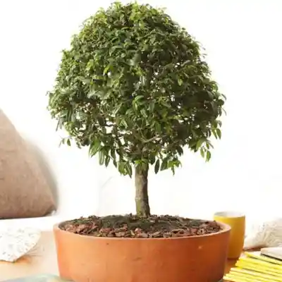 Bonsai Mini De Guayacan