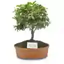 Bonsai Mini De Guayacan