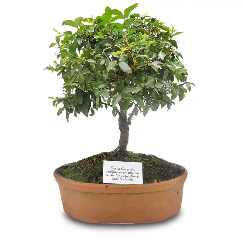 Bonsai Mini De Guayacan