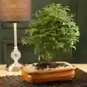 Bonsai Mini De Guayacan