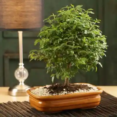 Bonsai Mini De Guayacan