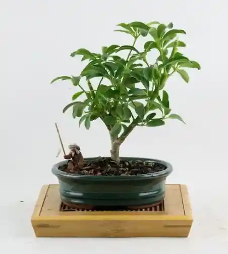 Bonsai Mini De Schefflera