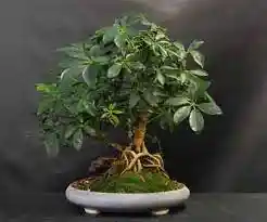 Bonsai Mini De Schefflera