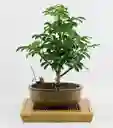 Bonsai Mini De Schefflera